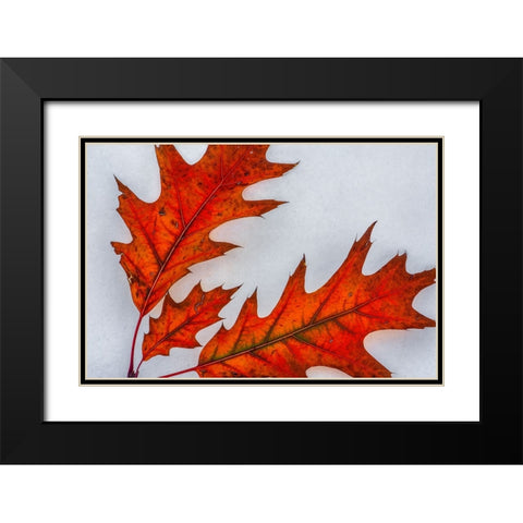 Fragile Transformation Black Modern Wood Framed Art Print with Double Matting by Sherrell, Bill