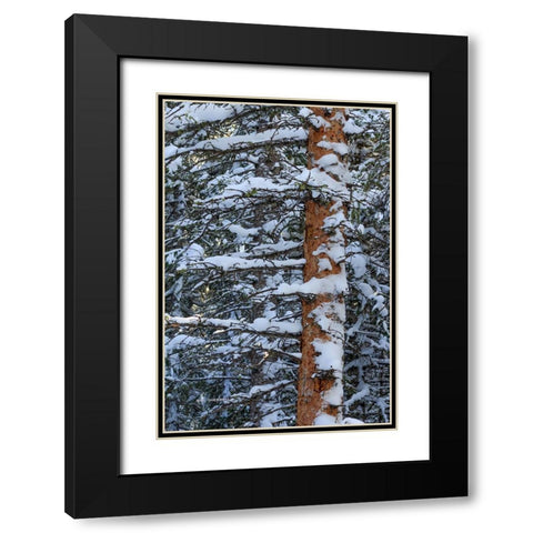 Out On A Limb Black Modern Wood Framed Art Print with Double Matting by Sherrell, Bill