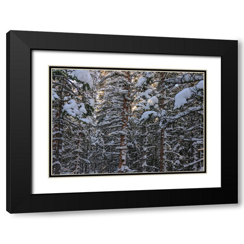 Snowbound Black Modern Wood Framed Art Print with Double Matting by Sherrell, Bill