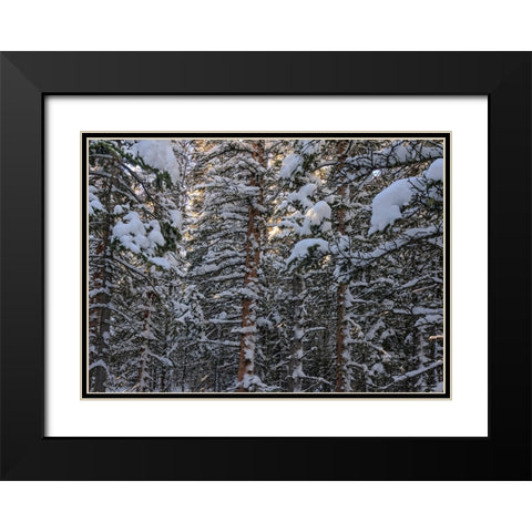 Snowbound Black Modern Wood Framed Art Print with Double Matting by Sherrell, Bill