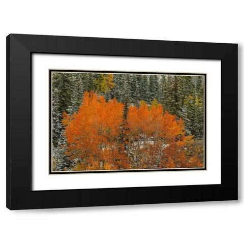 Aspen Flames Black Modern Wood Framed Art Print with Double Matting by Sherrell, Bill