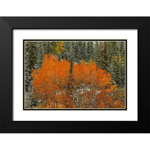 Aspen Flames Black Modern Wood Framed Art Print with Double Matting by Sherrell, Bill