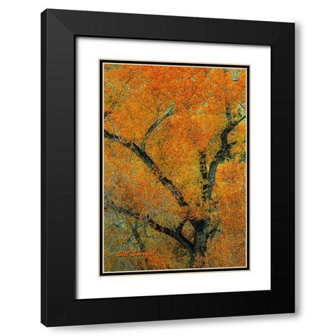 Autumn Contrast Black Modern Wood Framed Art Print with Double Matting by Sherrell, Bill