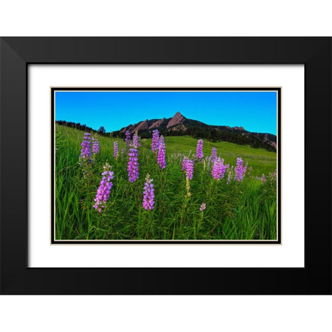 Spring Wildflowers At The Flatirons Black Modern Wood Framed Art Print with Double Matting by Sherrell, Bill