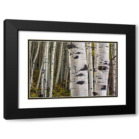 Trunks Black Modern Wood Framed Art Print with Double Matting by Sherrell, Bill
