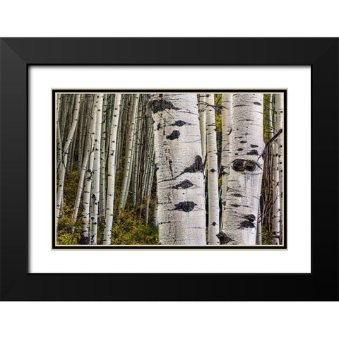Trunks Black Modern Wood Framed Art Print with Double Matting by Sherrell, Bill