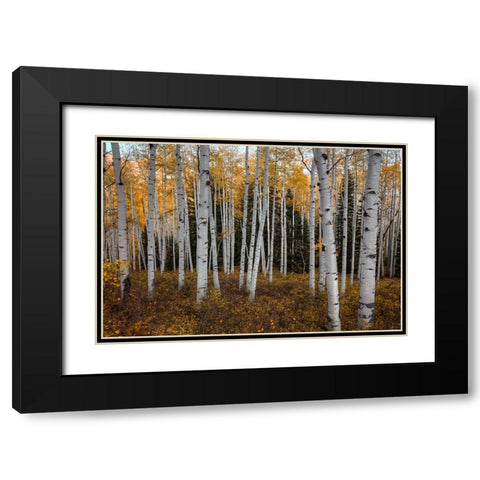 Aspen Forest In Autumn Black Modern Wood Framed Art Print with Double Matting by Sherrell, Bill