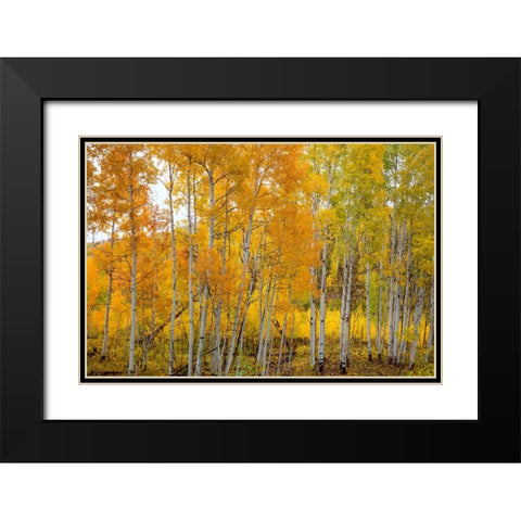 Aspen Grace Black Modern Wood Framed Art Print with Double Matting by Sherrell, Bill