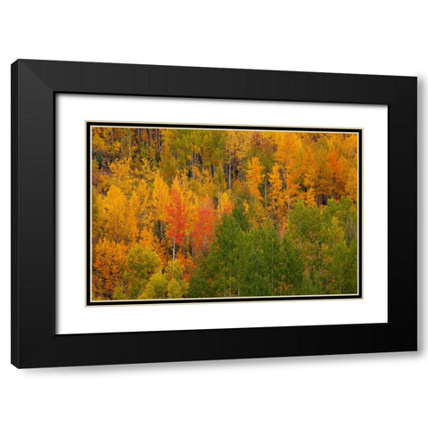 Autumn Contrast 2 Black Modern Wood Framed Art Print with Double Matting by Sherrell, Bill