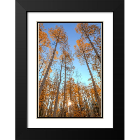 Autumn Starshine 2 Black Modern Wood Framed Art Print with Double Matting by Sherrell, Bill