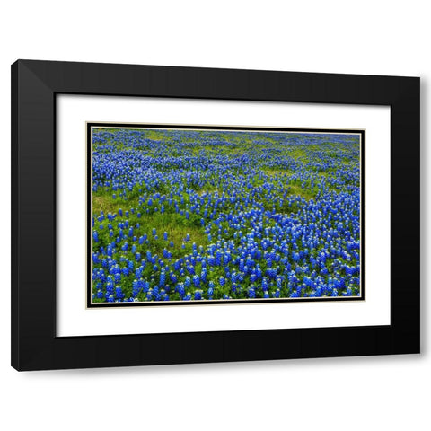Bluebonnet Meadow Black Modern Wood Framed Art Print with Double Matting by Sherrell, Bill