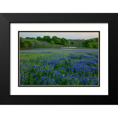 Bluebonnets at the Sugar Ridge Ranch Black Modern Wood Framed Art Print with Double Matting by Sherrell, Bill