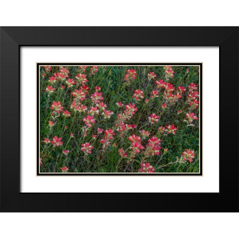 Indian Paintbrush Black Modern Wood Framed Art Print with Double Matting by Sherrell, Bill