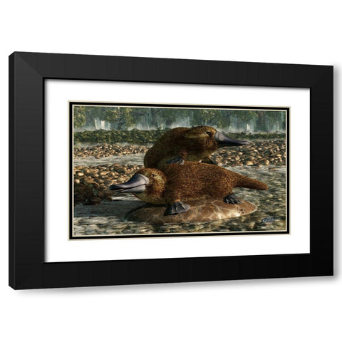 Platypuses Black Modern Wood Framed Art Print with Double Matting by Eskridge, Daniel