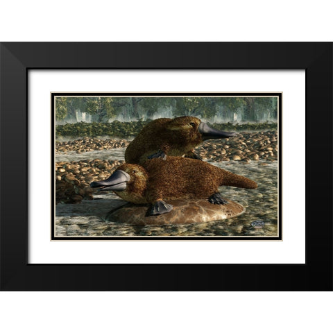 Platypuses Black Modern Wood Framed Art Print with Double Matting by Eskridge, Daniel