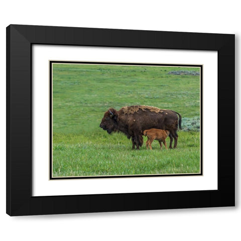 Baby Bison Nursing Black Modern Wood Framed Art Print with Double Matting by Galloimages Online
