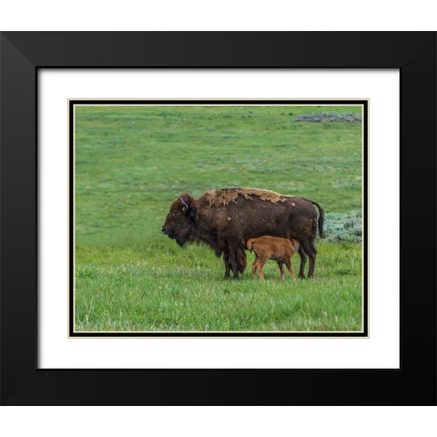 Baby Bison Nursing Black Modern Wood Framed Art Print with Double Matting by Galloimages Online