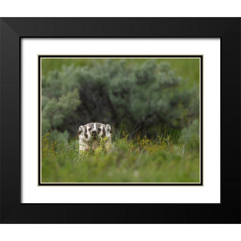Badger Peek a Boo YNP Black Modern Wood Framed Art Print with Double Matting by Galloimages Online