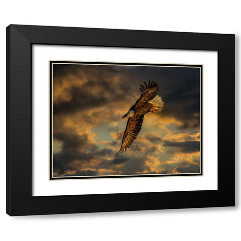 Bald Eagle at Sunset Black Modern Wood Framed Art Print with Double Matting by Galloimages Online