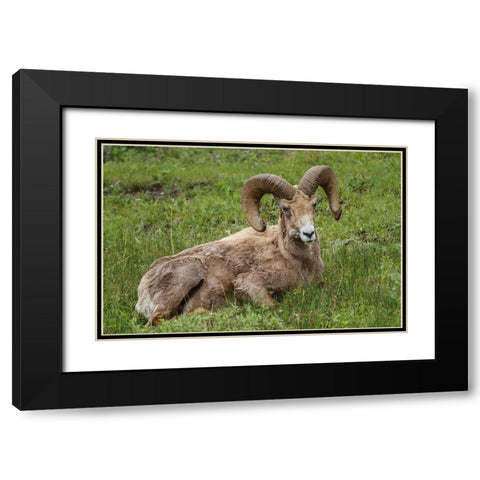 Big Horn Ram Yellowstone Black Modern Wood Framed Art Print with Double Matting by Galloimages Online
