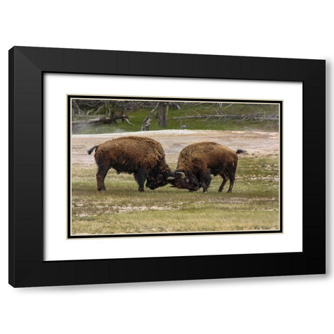 Bison Bulls Sparing YNP Black Modern Wood Framed Art Print with Double Matting by Galloimages Online