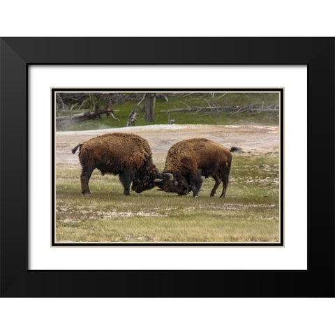 Bison Bulls Sparing YNP Black Modern Wood Framed Art Print with Double Matting by Galloimages Online