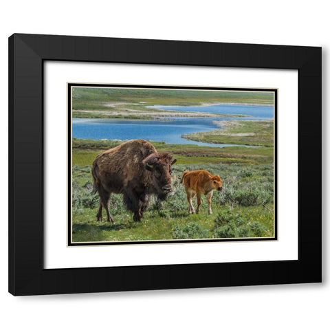 Bison Cow and Calf YNP Black Modern Wood Framed Art Print with Double Matting by Galloimages Online
