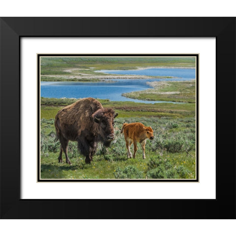 Bison Cow and Calf YNP Black Modern Wood Framed Art Print with Double Matting by Galloimages Online
