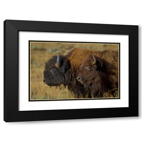 Bison Duo YNP Black Modern Wood Framed Art Print with Double Matting by Galloimages Online