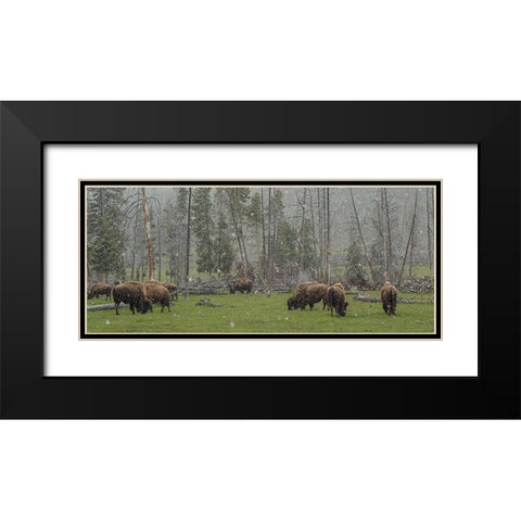 Bison Grazing in Snow YNP Black Modern Wood Framed Art Print with Double Matting by Galloimages Online