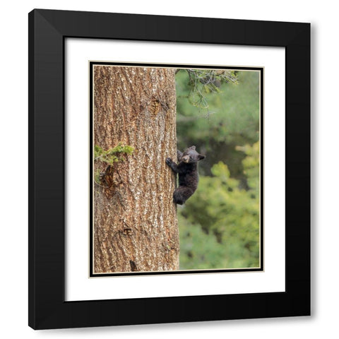 Black Bear Cub Climbing YNP Black Modern Wood Framed Art Print with Double Matting by Galloimages Online