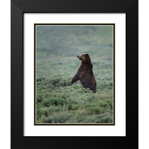 Black Bear Cub Upright YNP Black Modern Wood Framed Art Print with Double Matting by Galloimages Online