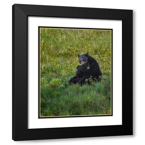 Black Bear Hugging Cub Black Modern Wood Framed Art Print with Double Matting by Galloimages Online