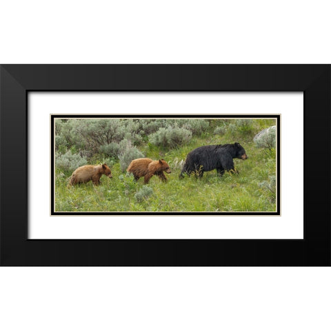 Â Sow and Cubs Walking Black Modern Wood Framed Art Print with Double Matting by Galloimages Online