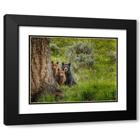 Sow and Cubs Family Black Modern Wood Framed Art Print with Double Matting by Galloimages Online