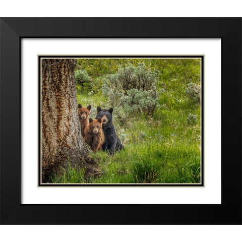 Sow and Cubs Family Black Modern Wood Framed Art Print with Double Matting by Galloimages Online