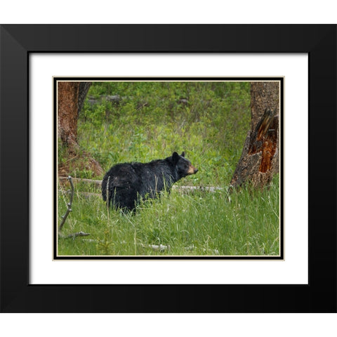 Black Bear Sow Watching Cubs YNP Black Modern Wood Framed Art Print with Double Matting by Galloimages Online