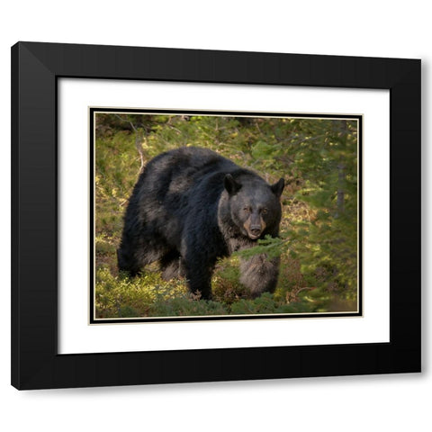 Black Bear Sow YNP Black Modern Wood Framed Art Print with Double Matting by Galloimages Online