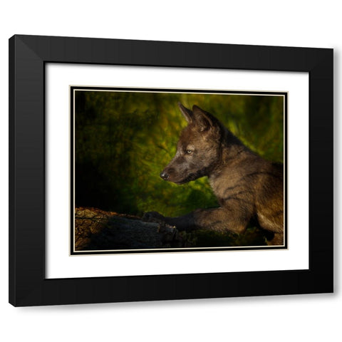 Black Wolf Pup Black Modern Wood Framed Art Print with Double Matting by Galloimages Online