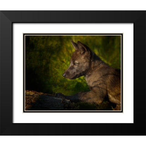 Black Wolf Pup Black Modern Wood Framed Art Print with Double Matting by Galloimages Online