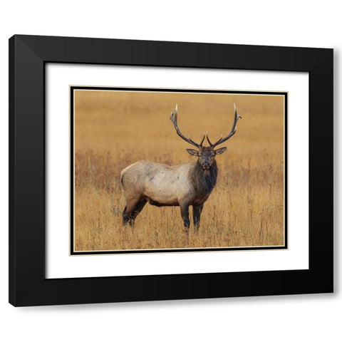 Bull Elk YNP Black Modern Wood Framed Art Print with Double Matting by Galloimages Online