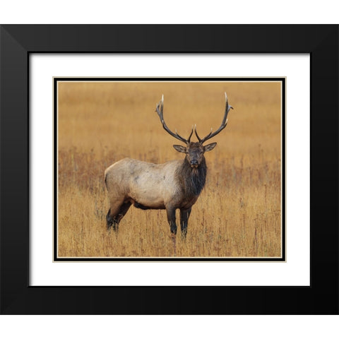 Bull Elk YNP Black Modern Wood Framed Art Print with Double Matting by Galloimages Online