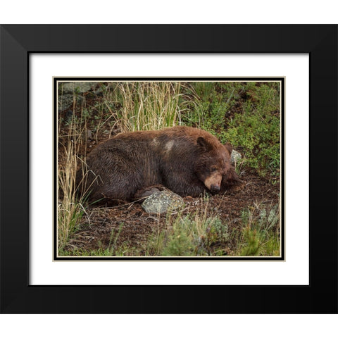 Cinnamon Bear Sleeps YNP Black Modern Wood Framed Art Print with Double Matting by Galloimages Online