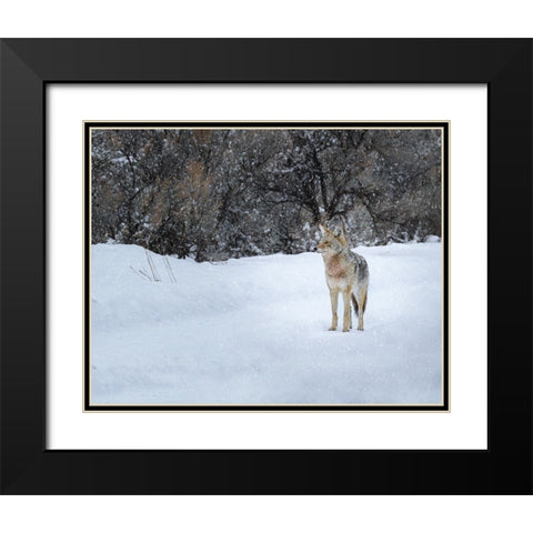 Coyote in Snow YNP Black Modern Wood Framed Art Print with Double Matting by Galloimages Online