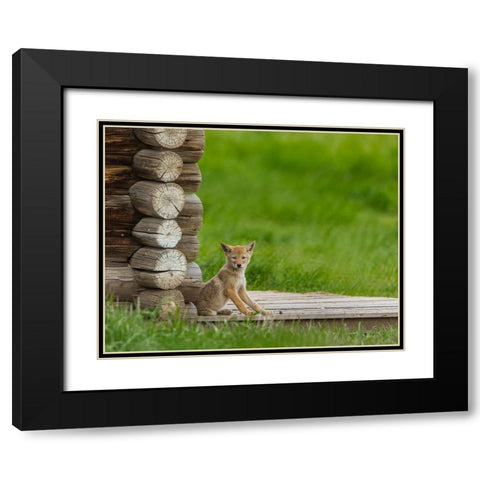 Coyote Pup on Log Cabin Porch Black Modern Wood Framed Art Print with Double Matting by Galloimages Online