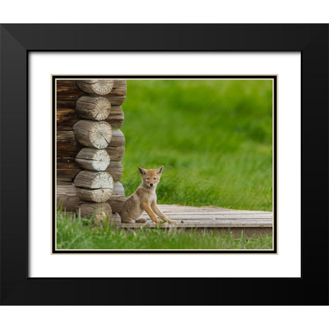 Coyote Pup on Log Cabin Porch Black Modern Wood Framed Art Print with Double Matting by Galloimages Online