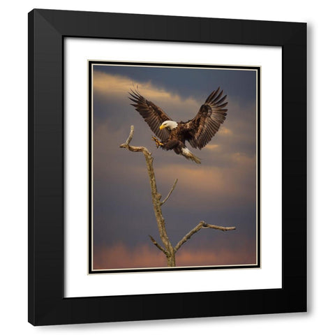 Eagle Landing on Branch Black Modern Wood Framed Art Print with Double Matting by Galloimages Online
