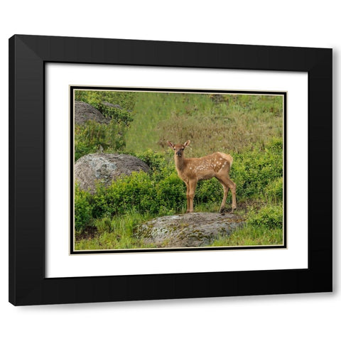 Elk Calf YNP Black Modern Wood Framed Art Print with Double Matting by Galloimages Online