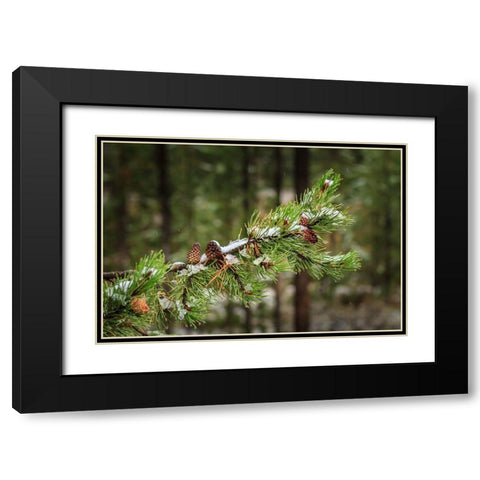 First Snowfall YNP Black Modern Wood Framed Art Print with Double Matting by Galloimages Online