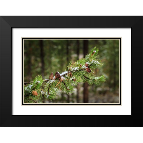 First Snowfall YNP Black Modern Wood Framed Art Print with Double Matting by Galloimages Online